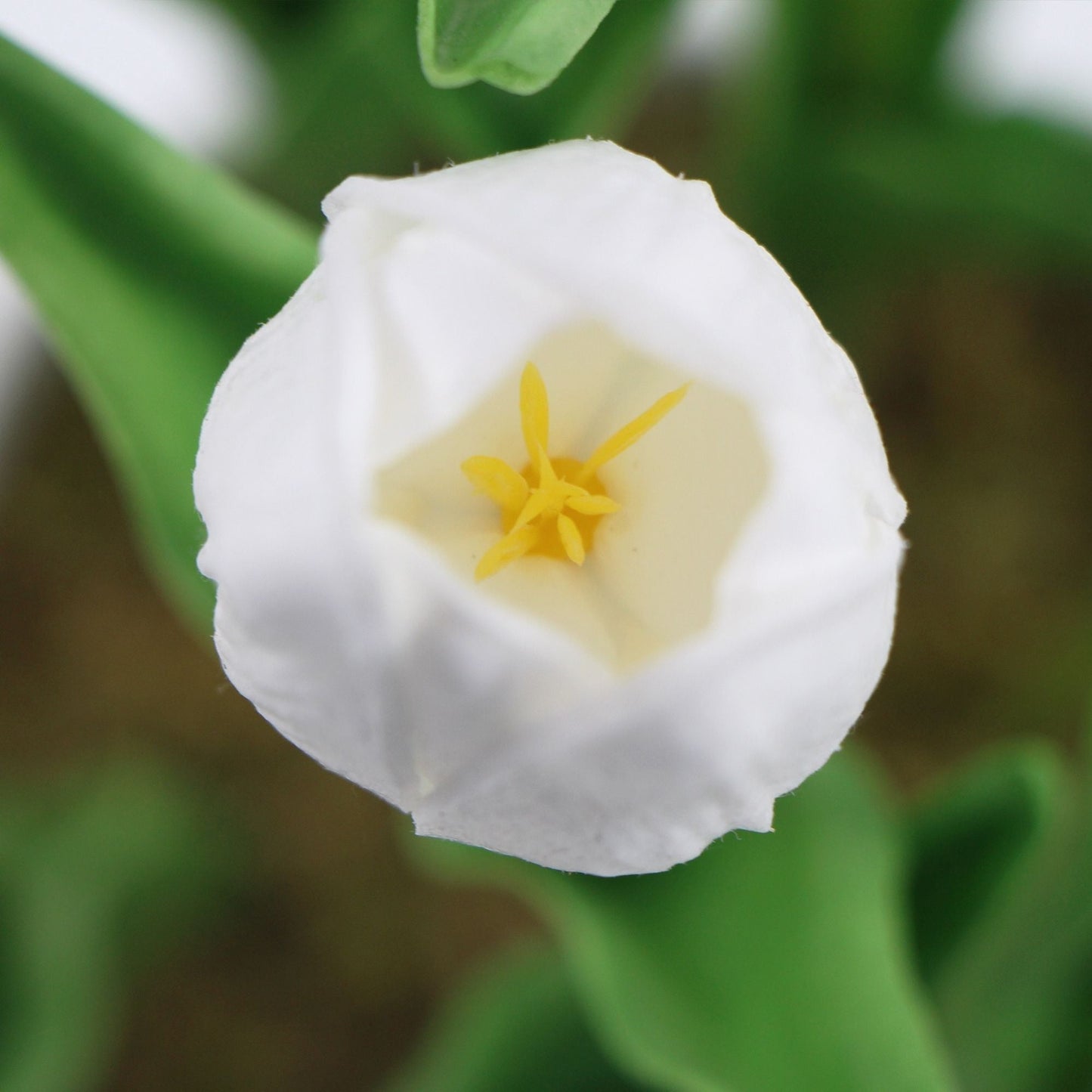 Floración blanca artificial